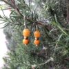 Yellow-orange mixed beads