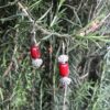 Red agate with silver shells